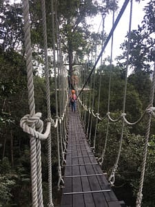 The Habitat Rope Bridge